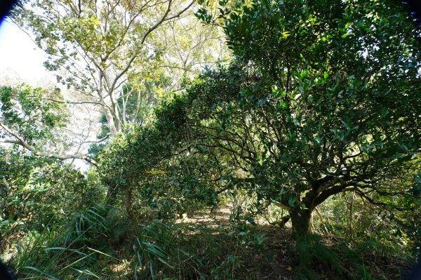 苗栗 卓蘭 白布帆山2967922