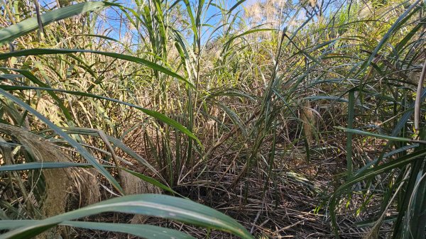 20260315玉皇宮-客官農場-崙子尾-青礐山-內寮山(騎車爬山)3016362