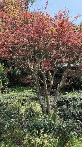 20250404銀河洞越嶺登山步道2752998