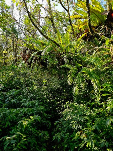 女仍山-小百岳#79-屏東縣獅子鄉2732114