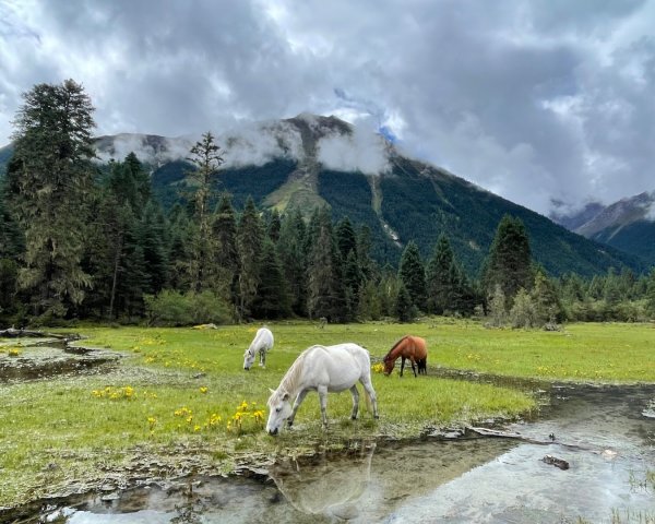 西藏♥️可愛動物🐎人物寫真/拉薩旅拍/美食2902999