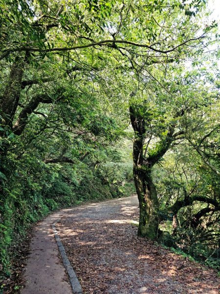 2026年臺北大縱走第二段：二子坪至小油坑3029483