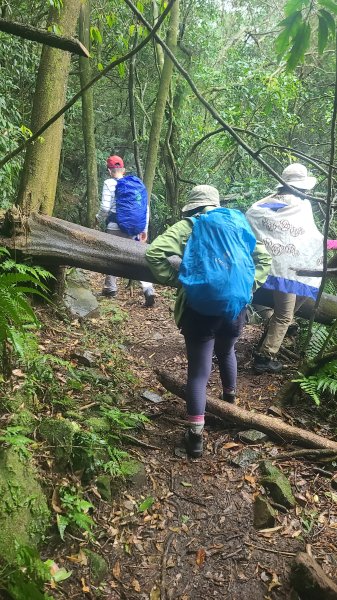 2025-01232淡蘭古道北二段(燦光寮古道到澳底)2696584