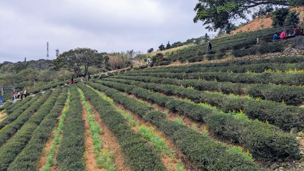 大北坑魯冰花2435725