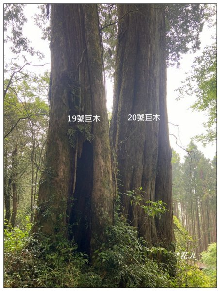阿里山神木群棧道2771608