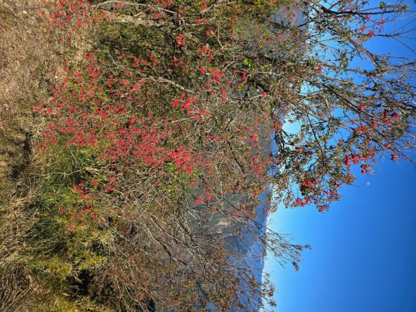 大雪山國家森林遊樂區賞楓／看神木／賞雪白山頭／賞大景2974294
