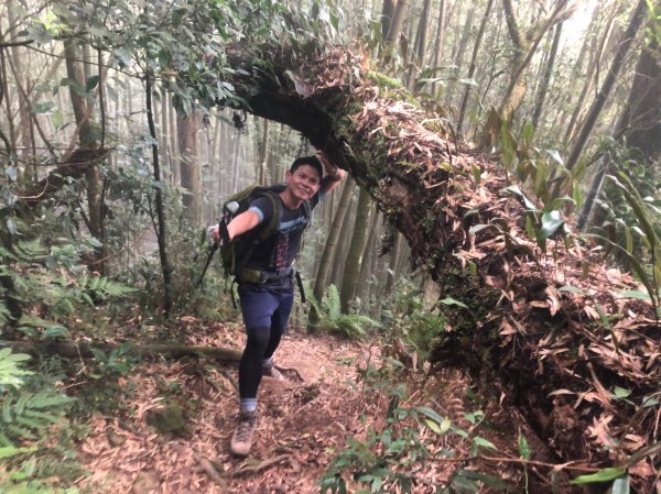 溪頭鳳凰山【過關斬將 登上山巔變鳳凰】1168915