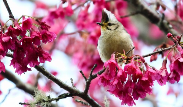 【新聞】農曆春節假期何處去？東勢林區管理處帶您去小旅行