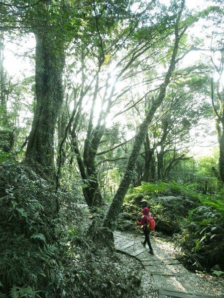 20200202大凍山+頂湖+霹靂山823881