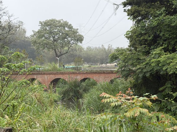 [樟之細路_第一大段RSA01] 2026_0329 大平紅橋3026629