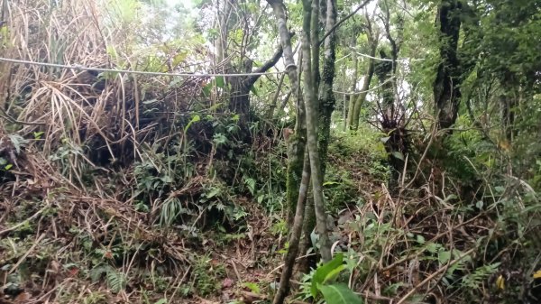 雙溪區豎旗山北稜線-豎旗山-豎旗山南峰-烏山尖-鄒家古厝-保成坑口站O型3071250