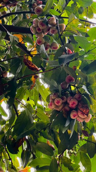 🌈6/22(日) 南投-中興新村-虎山步道✨FB：熊熊趴爬走🌈2818306