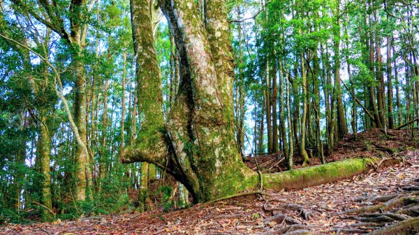 油羅山(一上三下)2959160