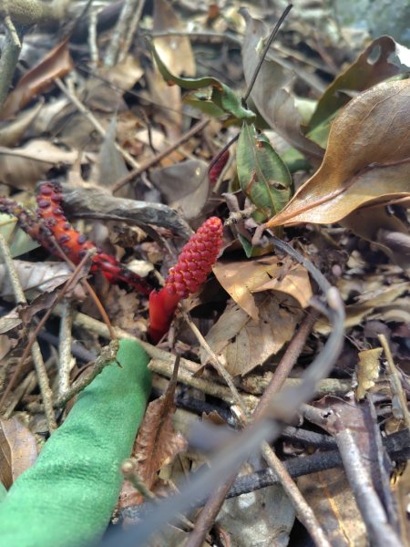 南東眼山連走有勝山2918700