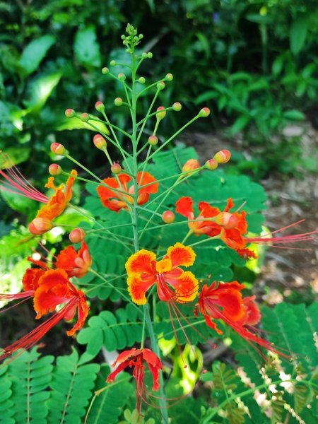 微笑山線之烘爐地土地公段2849181