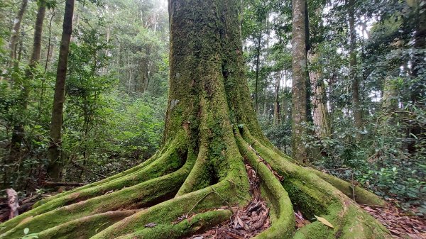 長壽山 看樹 睡午覺1449321