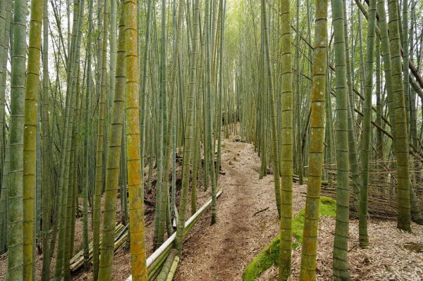 南投 鹿谷 溪頭山、竹崙山、志騰山2730646