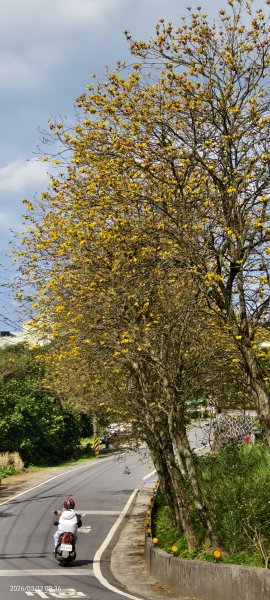 #緣道觀音廟 #北海福座 #萬代福 #黃花風鈴木 #錫葉藤 #青帶鳳蝶 #昭和櫻 #吉野櫻 3/123014044