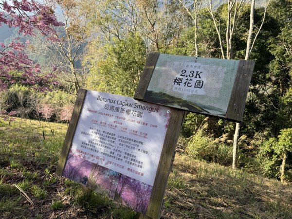 司馬庫斯巨木步道+櫻花祭202602193009430