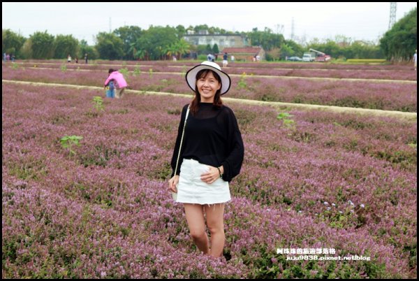 隱藏版仙草花秘境禾山田農場仙草花海免費拍1182310