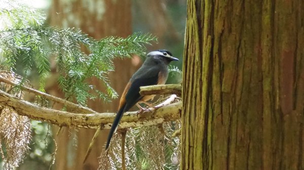 《南投》竹林台灣杉｜溪頭山竹崙山志騰山O繞202302182035934