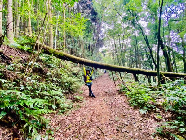 長壽山走大崠山封面