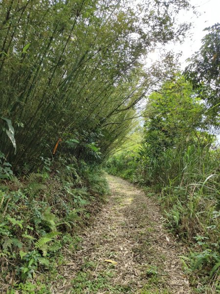 2024.03.24 飛鳳古道2908487