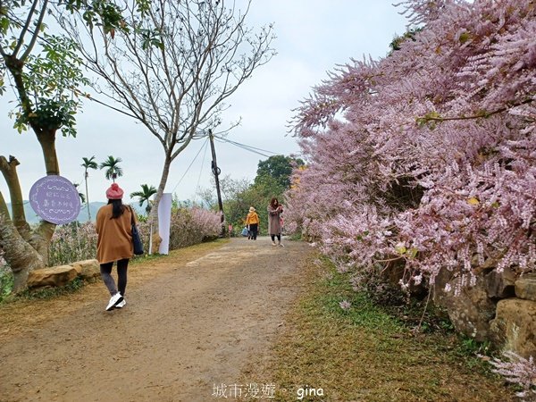 【南投中寮】粉紅山丘麝香木。 瑰蜜甜心玫瑰園2450471
