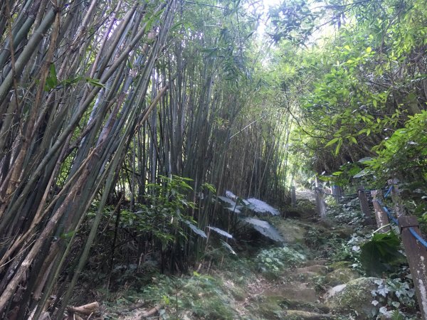 2021.02.23 天元宮-〖山仔頂步道〗【向天池山】-向天池【向天山】【面天山】-二子坪1676558