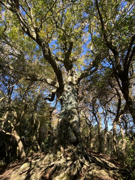 114.11.16 北得拉曼追黃金山毛櫸2937922