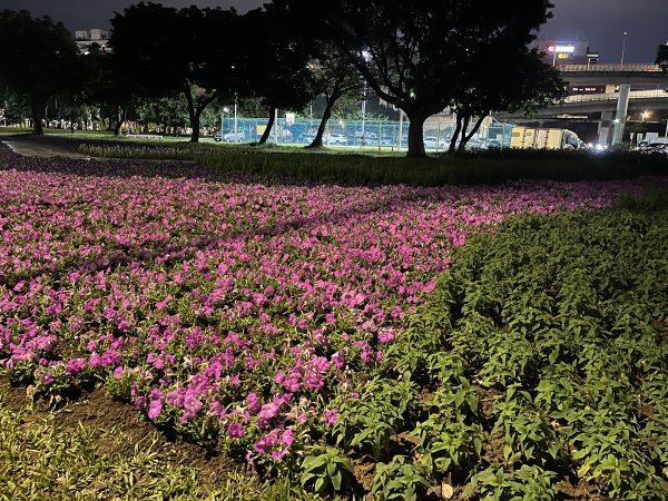 [全臺走路趣尋寶-19/71] 2023_1028 大稻埕碼頭2341423
