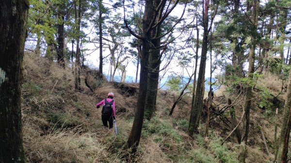 大塔山探勘大塔山最高峰(光頭兄) O繞順走大塔山西峰艱難路線下溪谷 2024年8月11日2569727