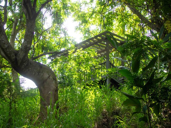 阿罩霧山、中心瓏步道3085677