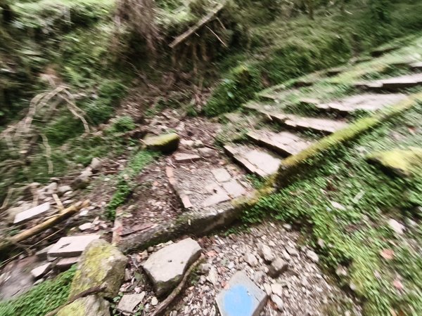 [玉山尋寶任務-08/12] 2025_0824 鹿林山步道_鹿林山2870804