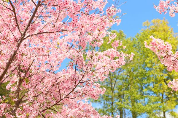 拉拉山的櫻花286504