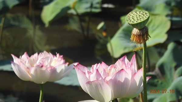 雲山水花鳥蝶 - 天龍國阿伯的日常7/18 & 21、22、292553906