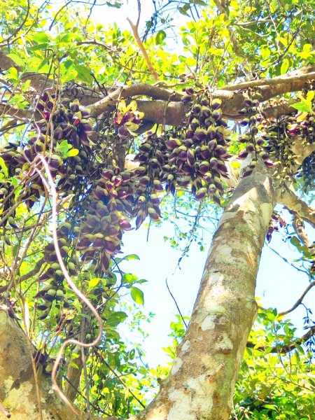 血籐大亂鬥3015538