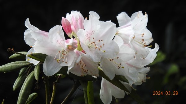 天龍國阿伯的日常-雲山水花鳥蝶3/29 #紅星杜鵑