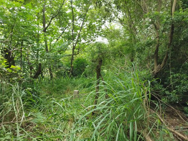 [雲林北港][一]蕃子、虎頭山、北港糖廠