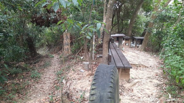 《台中》觀九九峰｜霧峰青桐林生態步道群202511092932240