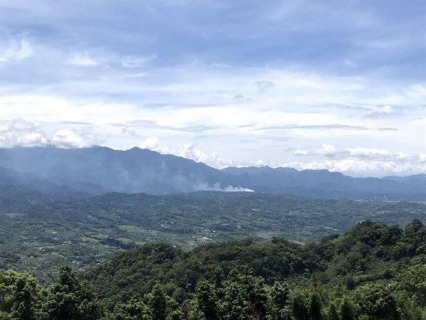 薑麻園桐花步道202006271965403