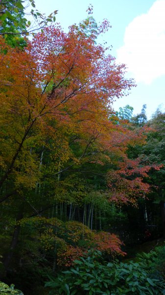 日本京都嵐山652047