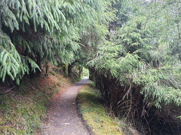 [山海圳_聖山之路_第二段4/4] 2026_0802 菊池氏龜殼花 (聖山之路國寶蛇)3109290