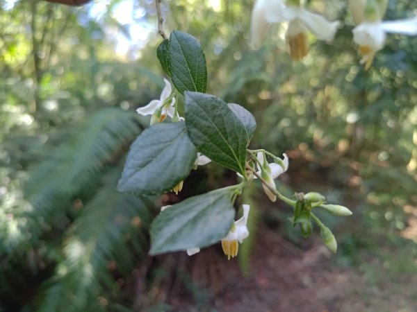 盆貿里山三盆連走2749546