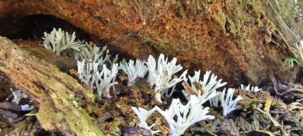 2025/06/15_盡尾山步道2812752