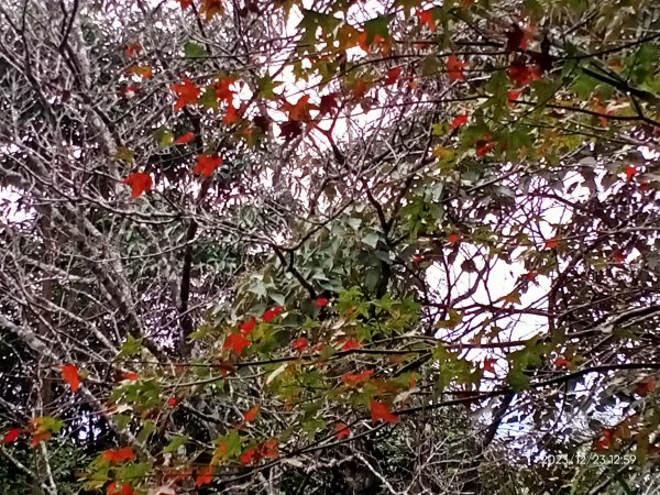 四訪苗栗的花果山-小百岳#037馬那邦山、雪霸國家公園管理處【小百岳集起來、苗栗-臺灣百大必訪步道】2394355
