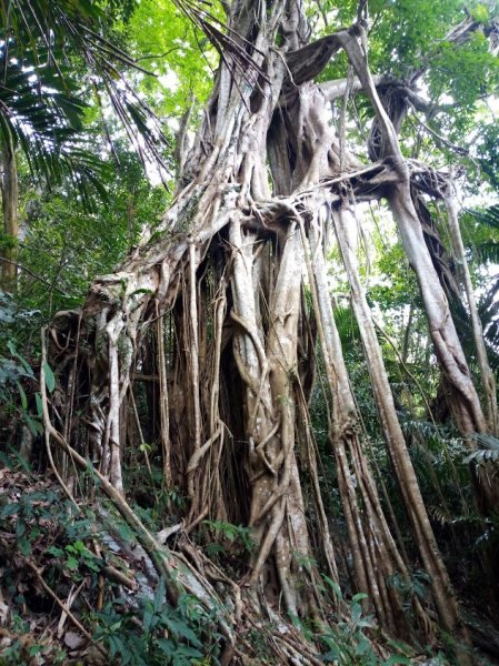 梅嶺竹子尖山 梅龍 稜線 伍龍步道 933487