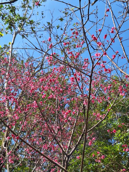 造橋口山古道202503122734401