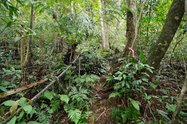 新北 烏來 大刀山、拉樸山、阿玉溪山2704955
