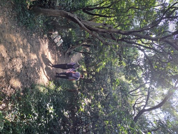 桃園羊稠森林，虎頭山，福山巖，石門山步道3128066